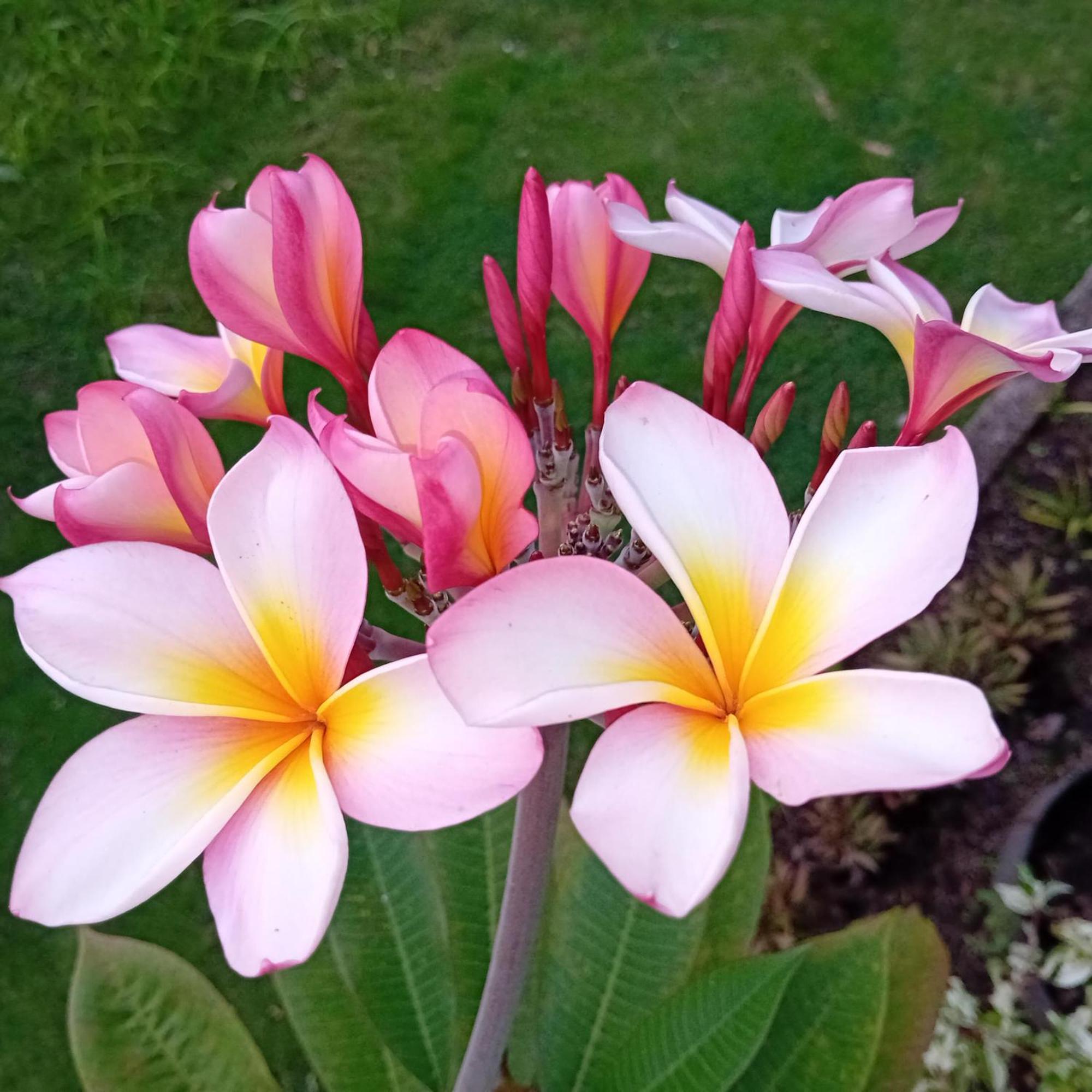Budi Sun Resort Maumere Luaran gambar
