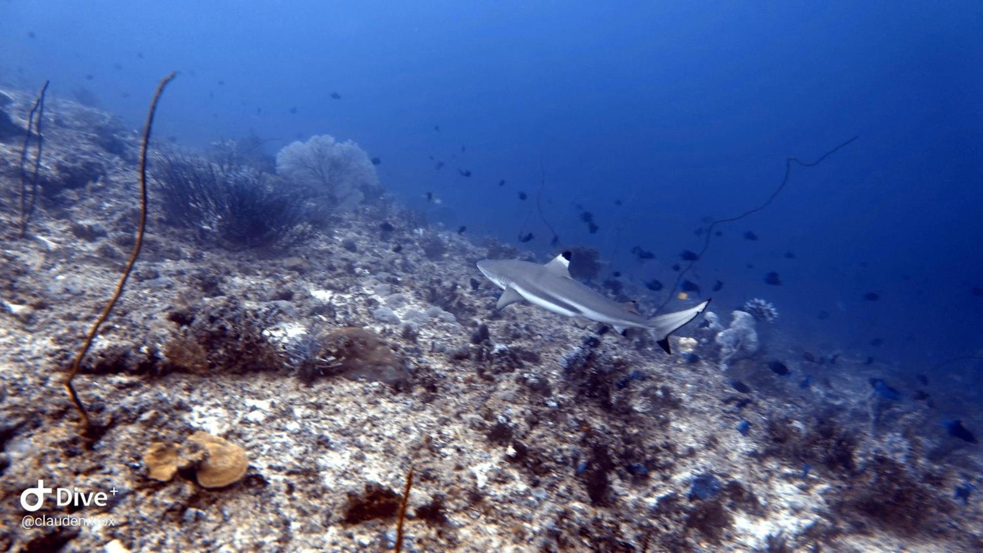 Budi Sun Resort Maumere Luaran gambar