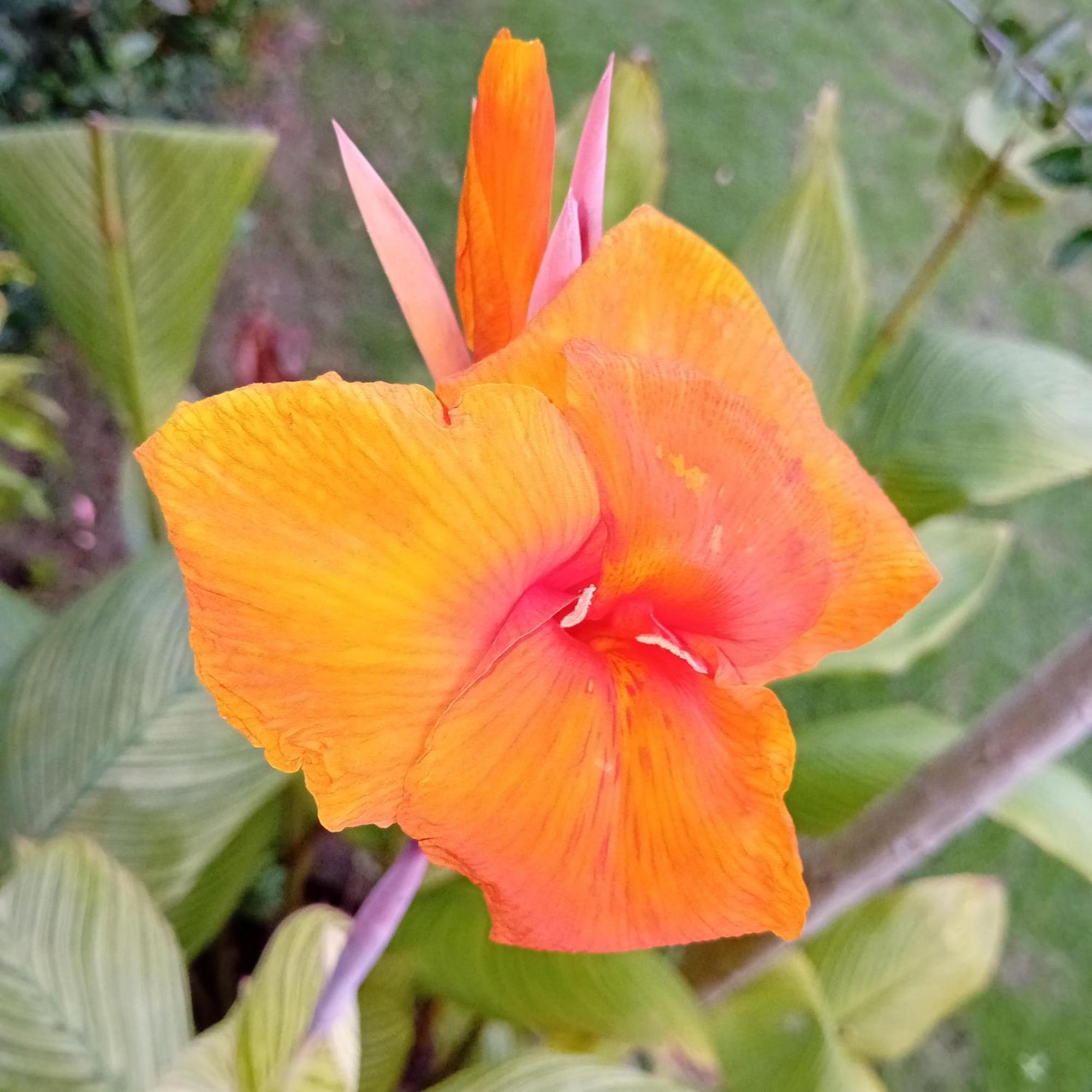 Budi Sun Resort Maumere Luaran gambar
